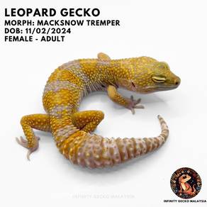 Leopard Gecko Malaysia Macksnow Tremper  Johor JB
