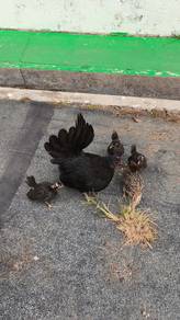 Japanese bantam 