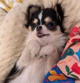 Chihuahua