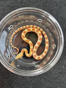amber corn snake offer MERDEKA