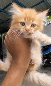 Kitten