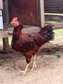 ayam jantan muda rir