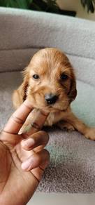 Cocker's Spaniel 017