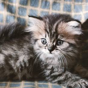 cat kitten kucing persian parsi