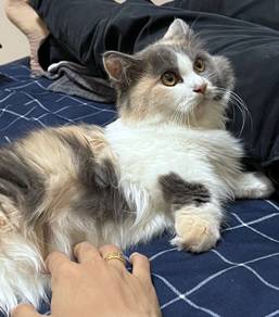 Rare Tricolour Munchkin