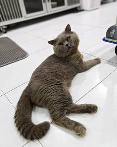 pure bsh grey jantan 4thn lebih