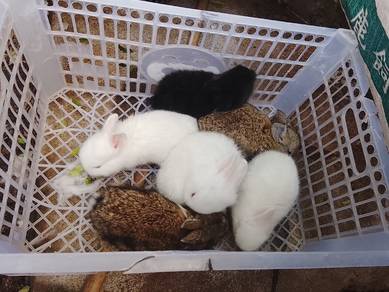 arnab  mix sebulan