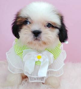 Shih Tzu