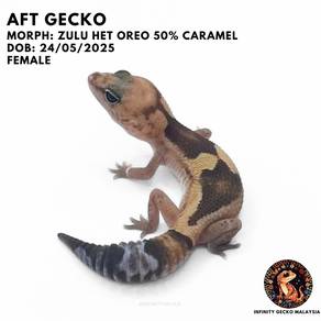 African Fat Tailed Gecko Zulu AFT Gecko 马来西亚肥尾守宫祖鲁