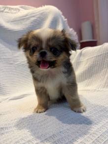Super cute chihuahua 🩵