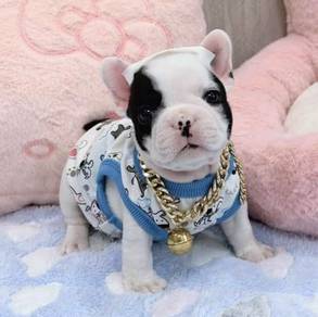 FRENCH BULLDOG PUPPIES 🌻VIP749 Boy -Girl