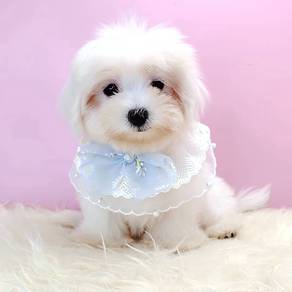 Maltese