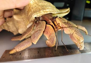 giant hermit crab