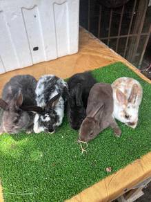 Arnab Rabbit Minirex