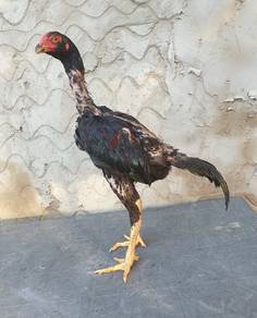 ayam