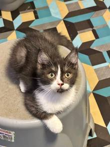 BSH Mix Kitten