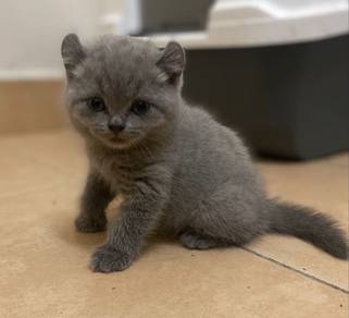 BSH x american curl female