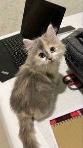 Bicolor Mainecoon Kitten