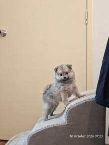 pomeranian 