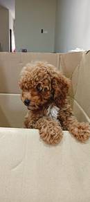Premium curly red brown toy poodle with blue eyes