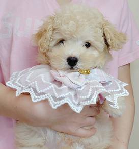 TOY Poodle