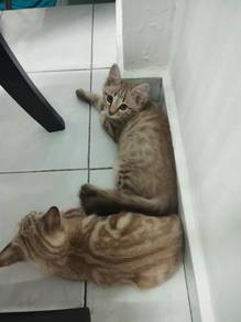 Maine Coon mix 