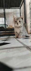 kitten untuk direhome