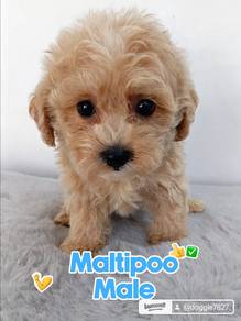Maltipoo Male 