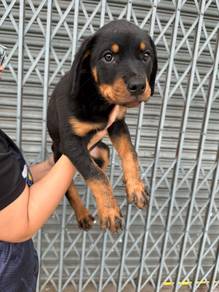 rottweiler