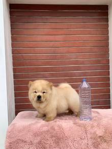 Chow Chow