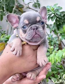 FRENCH BULLDOG PUPPIES FB302🌻Cute Puppy Available