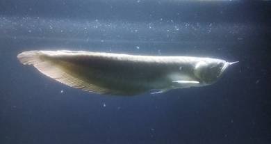 Arowana silver untuk dijual