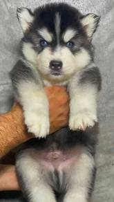 SIBERIAN HUSK PUPPIES 🌻 Boy~Girl Sb157