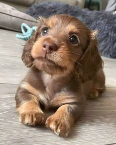 W555 #MKA mini Dachsund choco Tan color cute puppy
