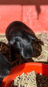 Guinea Pig Crested Untuk Dijual !!