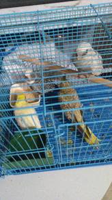 cockatiel jinakk manja