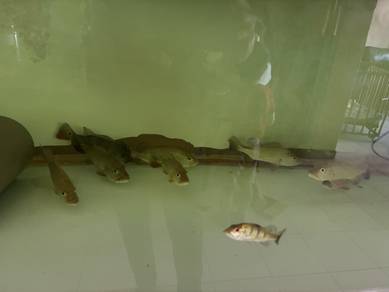 Peacock bass