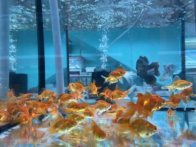 ikan emas goldfish