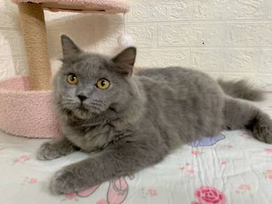 British LongHair