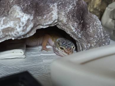 SHTCT Leopard gecko FOR SALE AREA JB