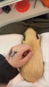 guinea pig
