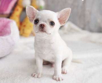 CHIHUAHUA PUPPIES 293 🌷Head Apple Cute Dog