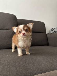 YY955 Chihuahua long haired puppies