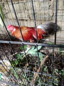 aym kapan kelabu
