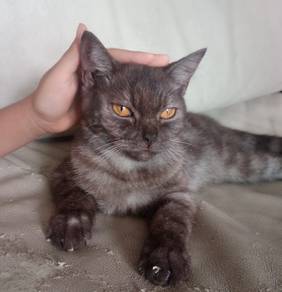 BrITISH SHoRT hair mix Persian 
