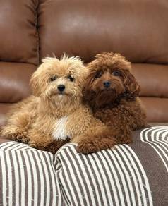 Maltipoo puppies 9