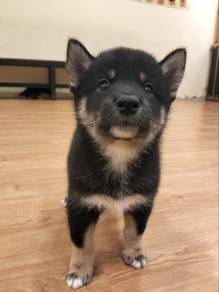 High Quality Shiba Puppy🐶