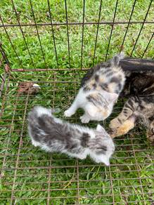 Bengal Mix Dlh