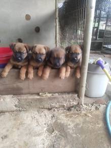 puppy dog