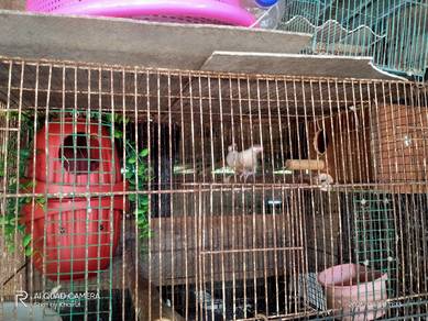 Burung java sparrow